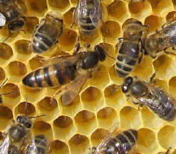 Reine d'abeilles accompagne d'abeilles nourricires